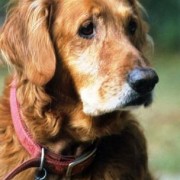 Il cane anziano e la caccia